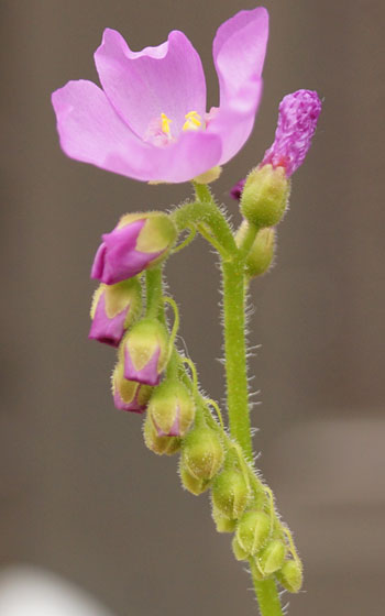 「食虫植物（ハエトリソウ・モウセンゴケ・ウツボカズラ・サラセニア・ムシトリスミレ・ミミカキグサ）」テキトー栽培記