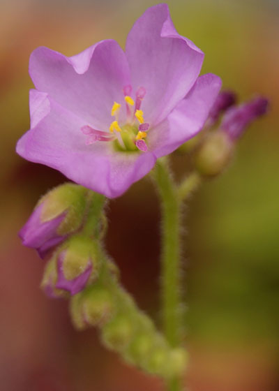 「食虫植物（モウセンゴケ・サラセニア・ムシトリスミレ・ミミカキグサ）」テキトー栽培記