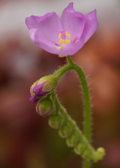 「食虫植物（モウセンゴケ・サラセニア・ムシトリスミレ・ミミカキグサ）」テキトー栽培記