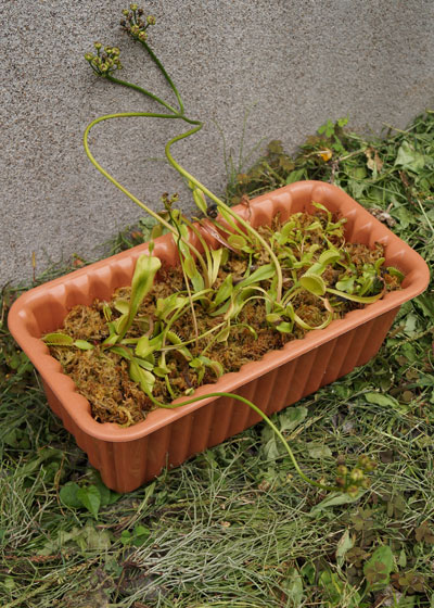 「食虫植物（ハエトリソウ）」テキトー栽培記