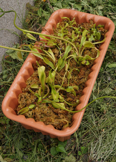 「食虫植物（ハエトリソウ）」テキトー栽培記