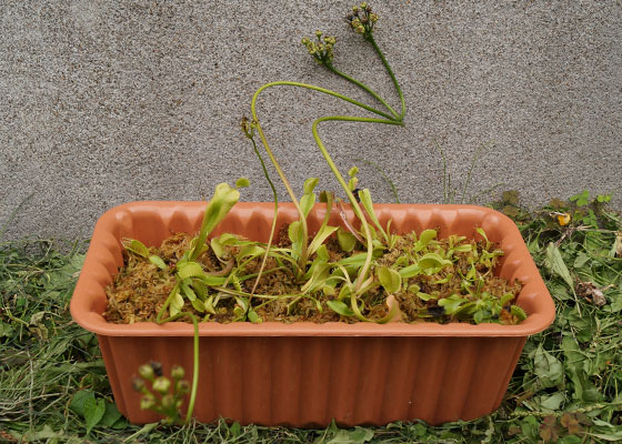 「食虫植物（ハエトリソウ・モウセンゴケ・ウツボカズラ・サラセニア・ムシトリスミレ・ミミカキグサ）」テキトー栽培記