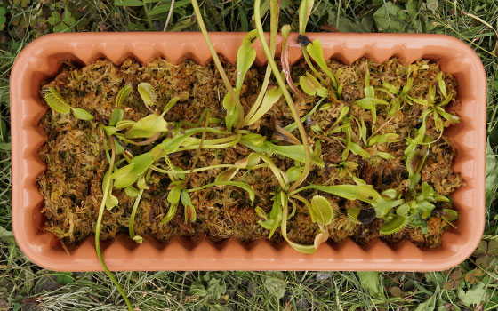 「食虫植物（ハエトリソウ）」テキトー栽培記