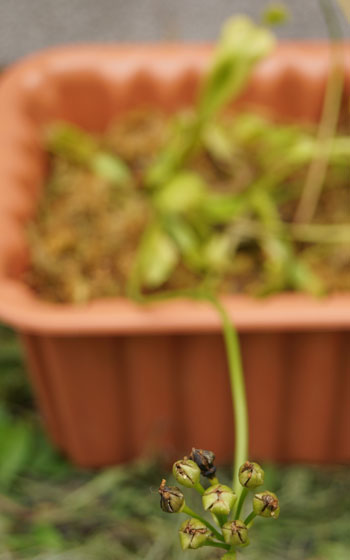 「食虫植物（ハエトリソウ）」テキトー栽培記