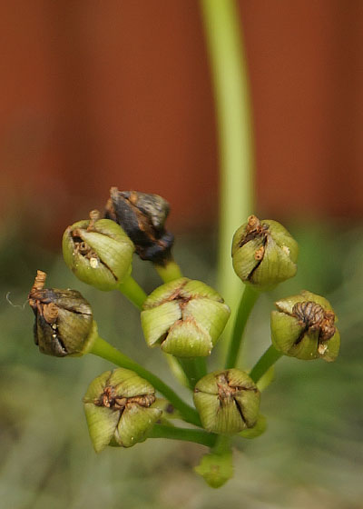 「食虫植物（ハエトリソウ）」テキトー栽培記