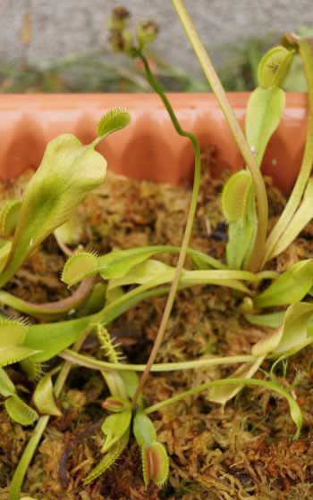 「食虫植物（ハエトリソウ）」テキトー栽培記