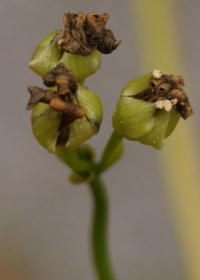 「食虫植物（ハエトリソウ）」テキトー栽培記