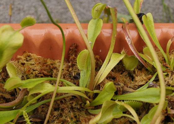 「食虫植物（ハエトリソウ）」テキトー栽培記