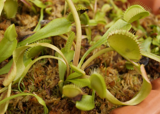 「食虫植物（ハエトリソウ）」テキトー栽培記