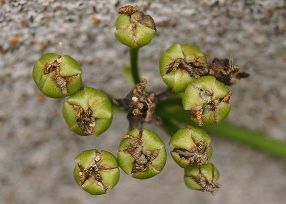 「食虫植物（ハエトリソウ）」テキトー栽培記