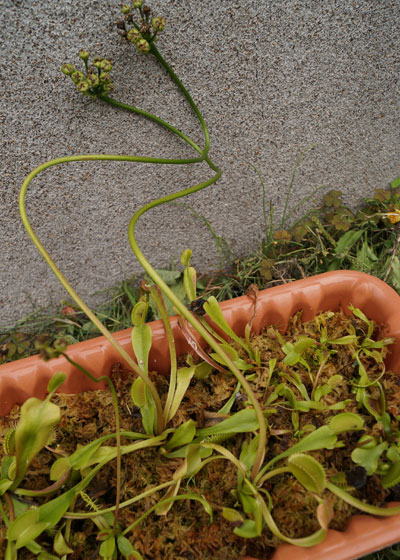 「食虫植物（ハエトリソウ）」テキトー栽培記