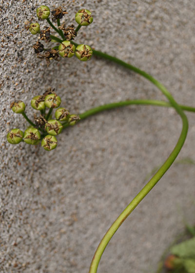 「食虫植物（ハエトリソウ）」テキトー栽培記