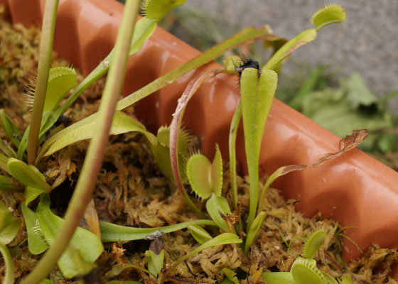 「食虫植物（ハエトリソウ）」テキトー栽培記