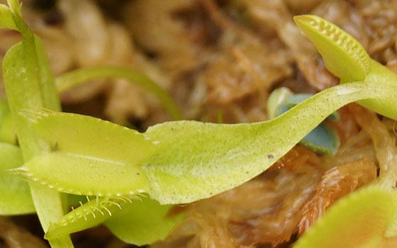 「食虫植物（ハエトリソウ）」テキトー栽培記