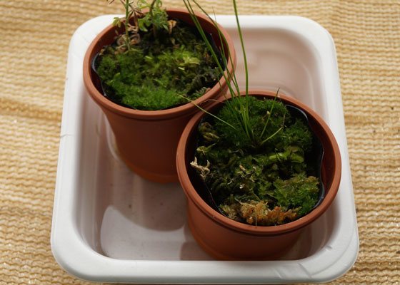 「食虫植物（ハエトリソウ）」テキトー栽培記