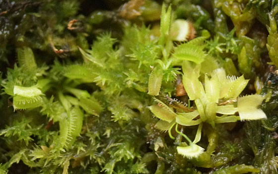 「食虫植物（ハエトリソウ）」テキトー栽培記