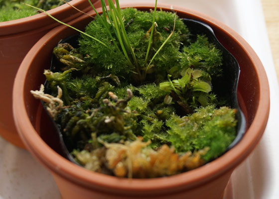 「食虫植物（ハエトリソウ）」テキトー栽培記