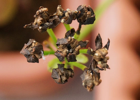 「食虫植物（ハエトリソウ）」テキトー栽培記