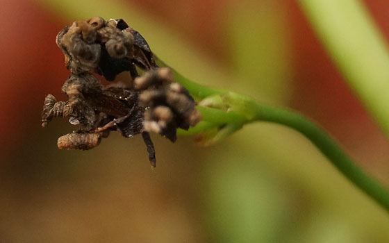 「食虫植物（ハエトリソウ）」テキトー栽培記