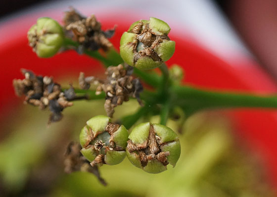 「食虫植物（ハエトリソウ）」テキトー栽培記