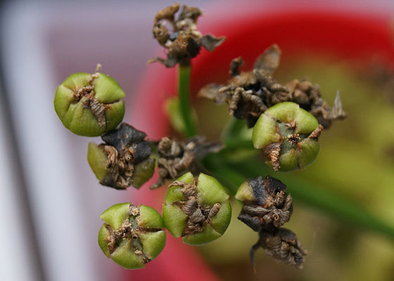 「食虫植物（ハエトリソウ）」テキトー栽培記