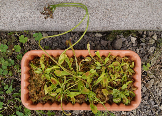 「食虫植物（ハエトリソウ）」テキトー栽培記