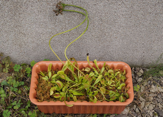 「食虫植物（ハエトリソウ）」テキトー栽培記