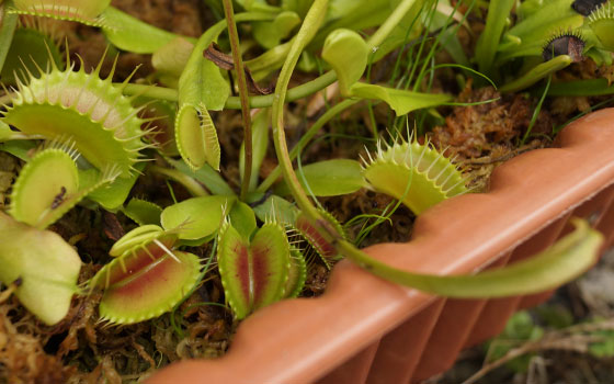 「食虫植物（ハエトリソウ）」テキトー栽培記