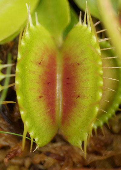 「食虫植物（ハエトリソウ）」テキトー栽培記