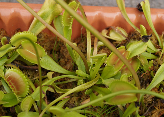 「食虫植物（ハエトリソウ）」テキトー栽培記