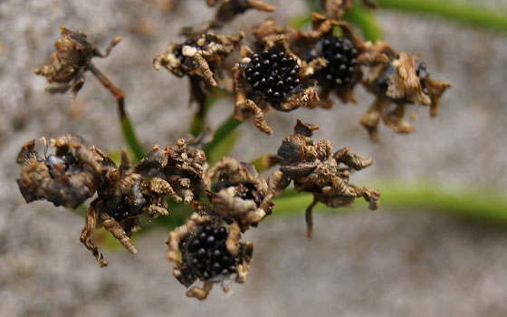 「食虫植物（ハエトリソウ・モウセンゴケ・ウツボカズラ・サラセニア・ムシトリスミレ・ミミカキグサ）」テキトー栽培記