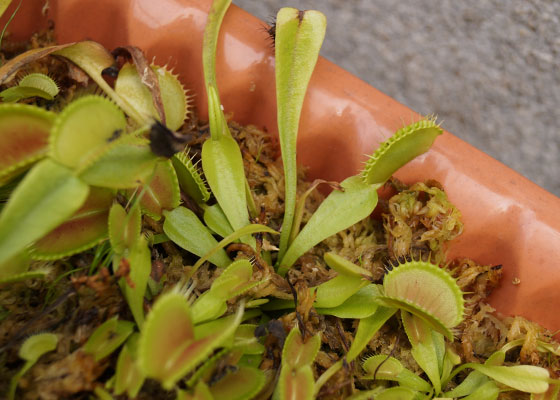 「食虫植物（ハエトリソウ）」テキトー栽培記