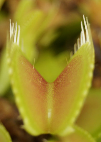 「食虫植物（ハエトリソウ）」テキトー栽培記