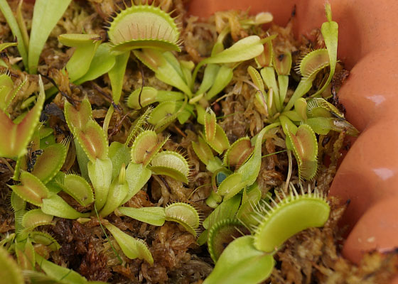 「食虫植物（ハエトリソウ・モウセンゴケ・ウツボカズラ・サラセニア・ムシトリスミレ・ミミカキグサ）」テキトー栽培記