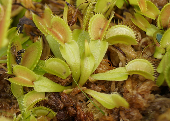 「食虫植物（ハエトリソウ）」テキトー栽培記