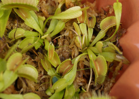 「食虫植物（ハエトリソウ）」テキトー栽培記