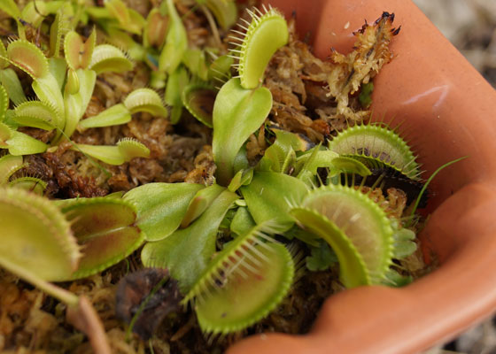 「食虫植物（ハエトリソウ）」テキトー栽培記