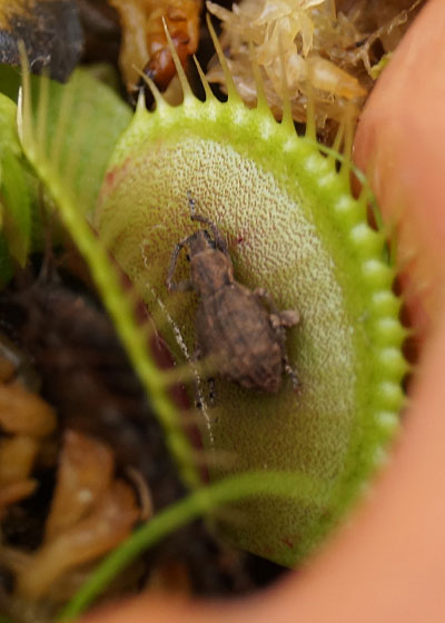 「食虫植物（ハエトリソウ）」テキトー栽培記