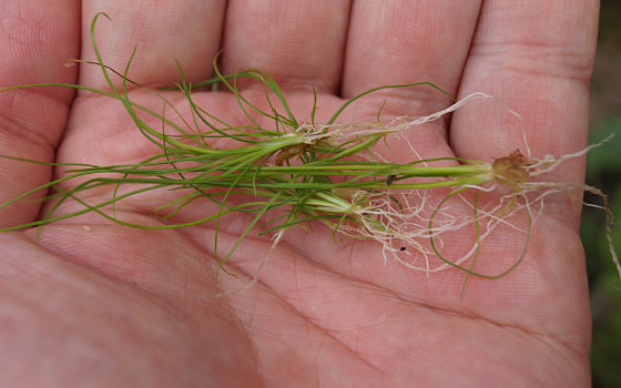 「食虫植物（ハエトリソウ）」テキトー栽培記