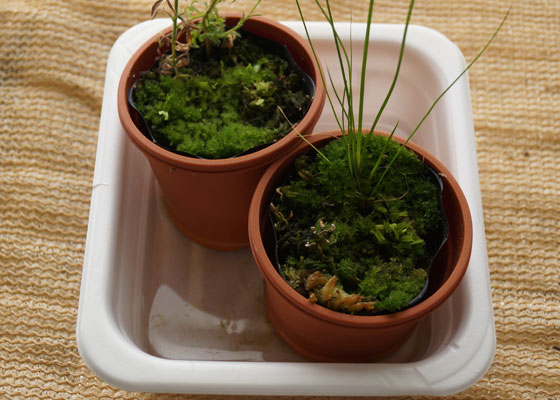 「食虫植物（ハエトリソウ）」テキトー栽培記