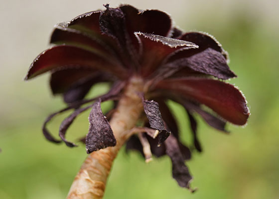 「多肉植物（黒法師・カシミアバイオレット・愛染錦）」テキトー栽培記