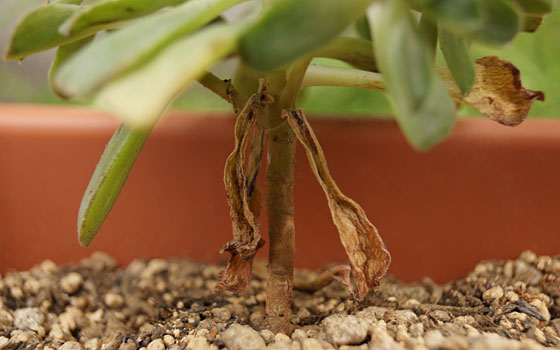 「多肉植物（黒法師・カシミアバイオレット・愛染錦）」テキトー栽培記