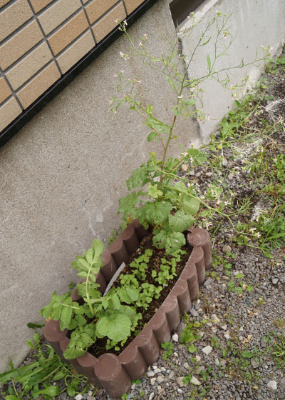 「ラディッシュ(二十日大根)」テキトー栽培記