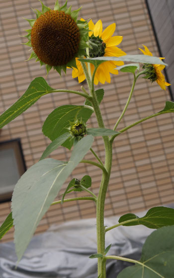 「ヒマワリ（向日葵）」テキトー栽培記