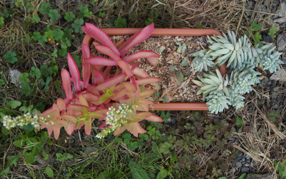 「多肉植物（火祭り・虹の玉・銀箭・子宝草・その他）」テキトー栽培記