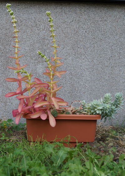 「多肉植物（火祭り・虹の玉・銀箭・子宝草・その他）」テキトー栽培記