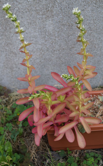 「多肉植物（火祭り・虹の玉・銀箭・子宝草・その他）」テキトー栽培記