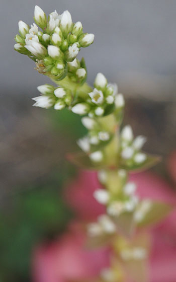 「多肉植物（火祭り・虹の玉・銀箭・子宝草・その他）」テキトー栽培記