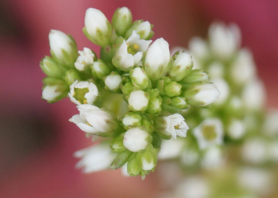 「多肉植物（火祭り・虹の玉・銀箭・子宝草・その他）」テキトー栽培記