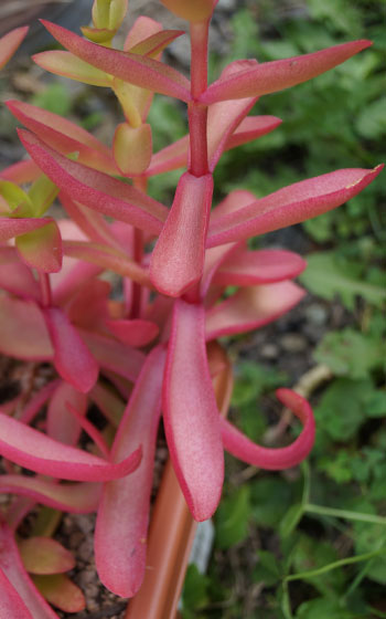 「多肉植物（火祭り・虹の玉・銀箭・子宝草・その他）」テキトー栽培記